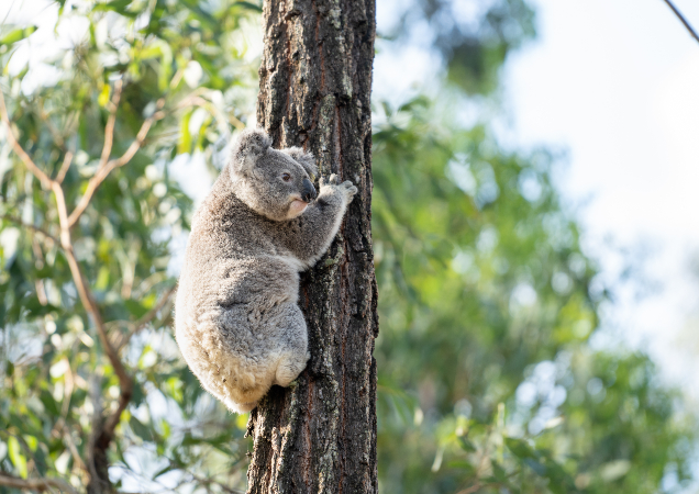 Pumpkin the Koala back in the wild on a gumtree